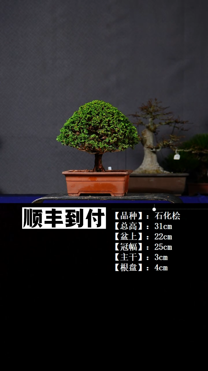 无花朵石化桧 不包邮