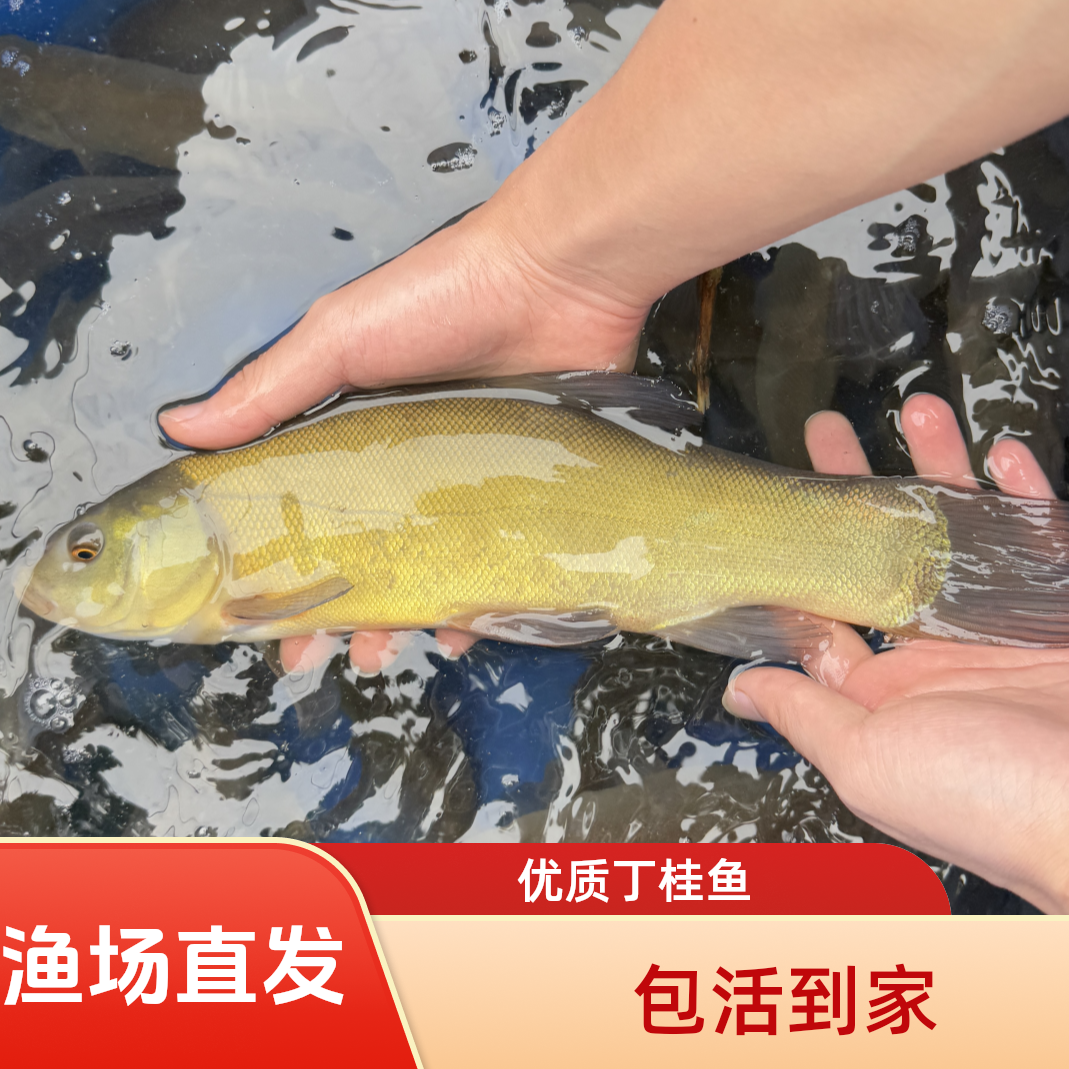 四川丁桂丁须岁渔场直发宠物鱼