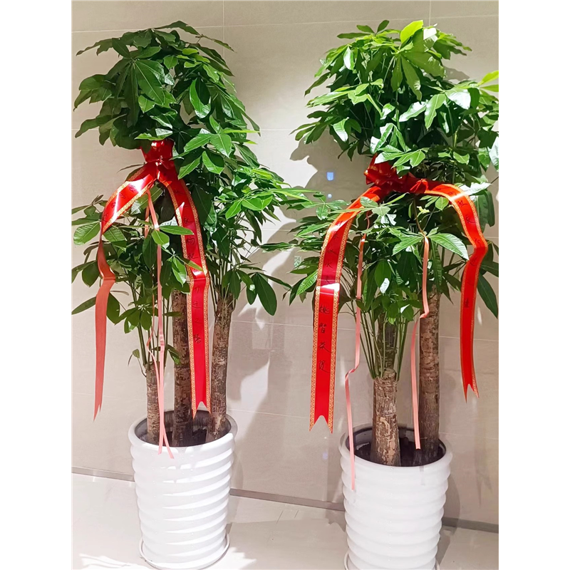 全国配送步步高发财树开业送礼乔迁之喜盆栽发财树金钱树绿植室内