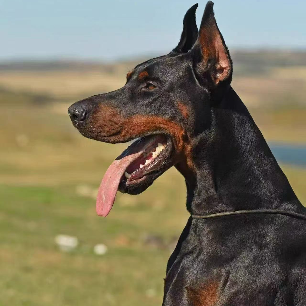 【其威杜宾】德系杜宾幼犬纯种活体狗狗宠物