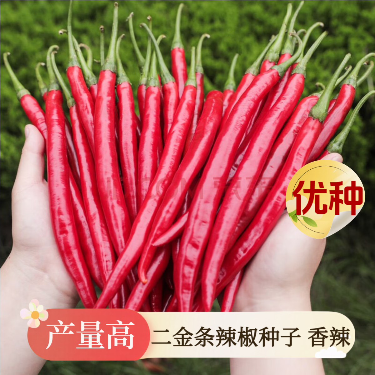 二金条辣椒种子长线椒种籽薄皮蔬菜种子四季阳台盆栽田地高产易种