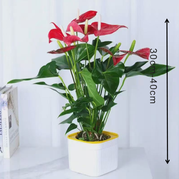 带红掌发货盆栽客厅房间办公室桌面美观水培四季开花好养护植物