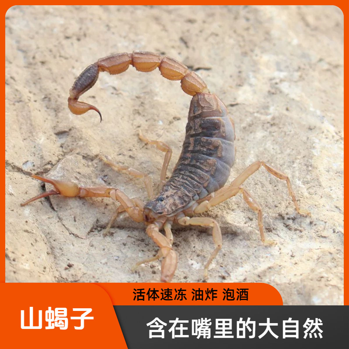 山东十足全蝎活体速冻蝎子煲汤油炸泡酒蝎活体养殖山蝎子食虫包邮