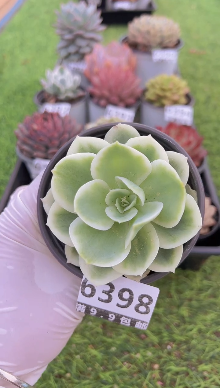 【闪购商品】信福多肉一物一拍