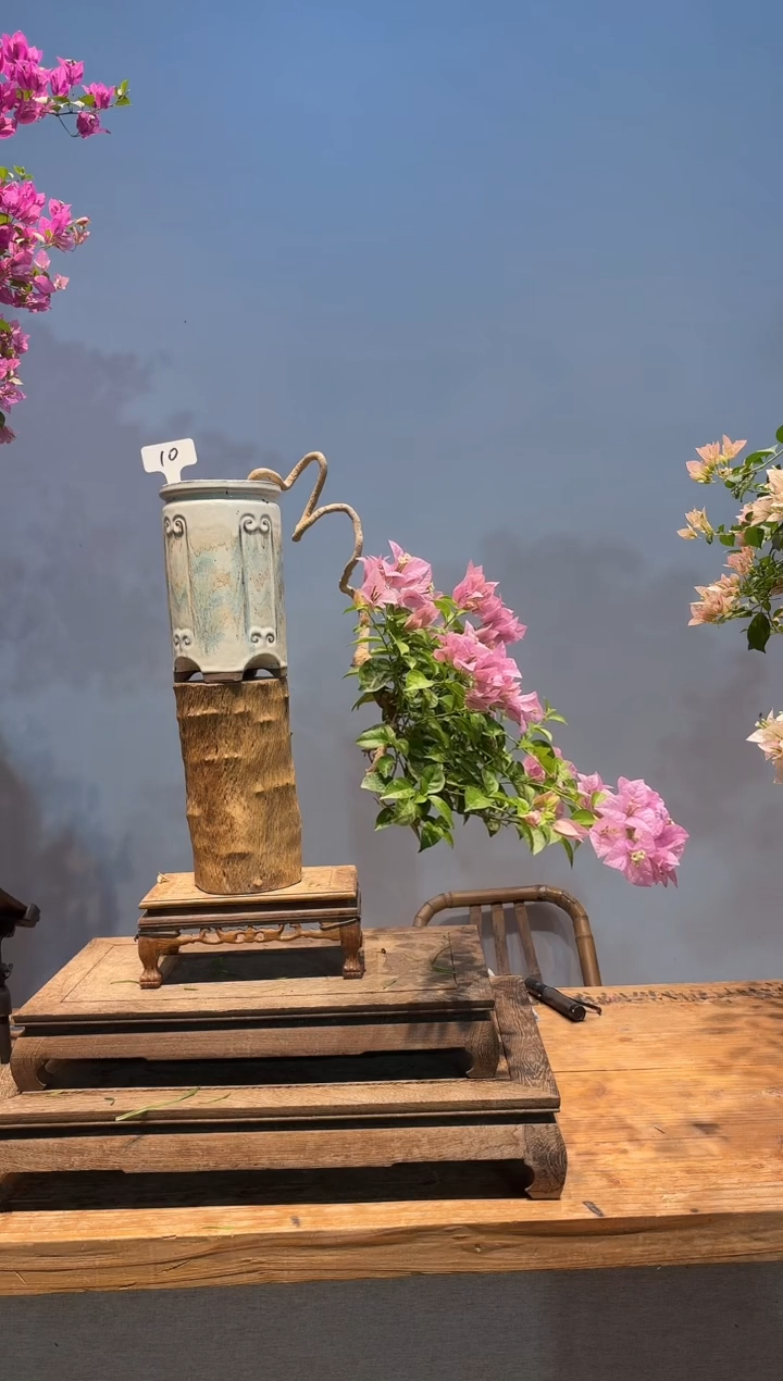 无花朵aa三角梅专场一物一拍10