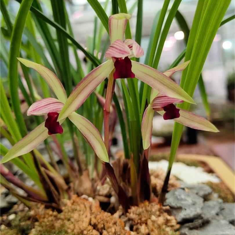 兰花莲瓣兰二红素