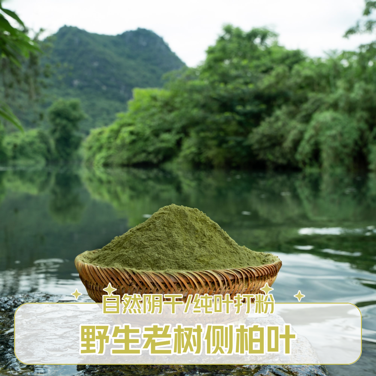 大山观赏植物侧柏枝叶粉