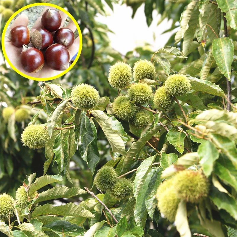 板栗树果苗锥栗大红袍嫁接苗南北方种植特大当年结果迁西板栗树苗