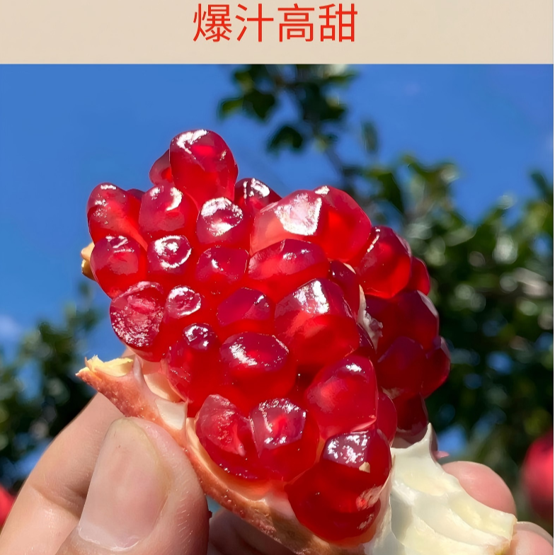 【粉丝专属】会理突尼斯软籽石榴红籽新鲜应季水果皮薄饱满