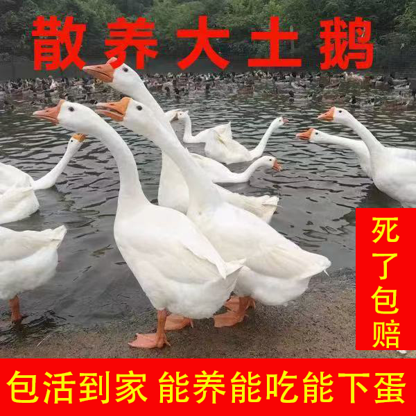 农村散养青年鹅 拍一发二