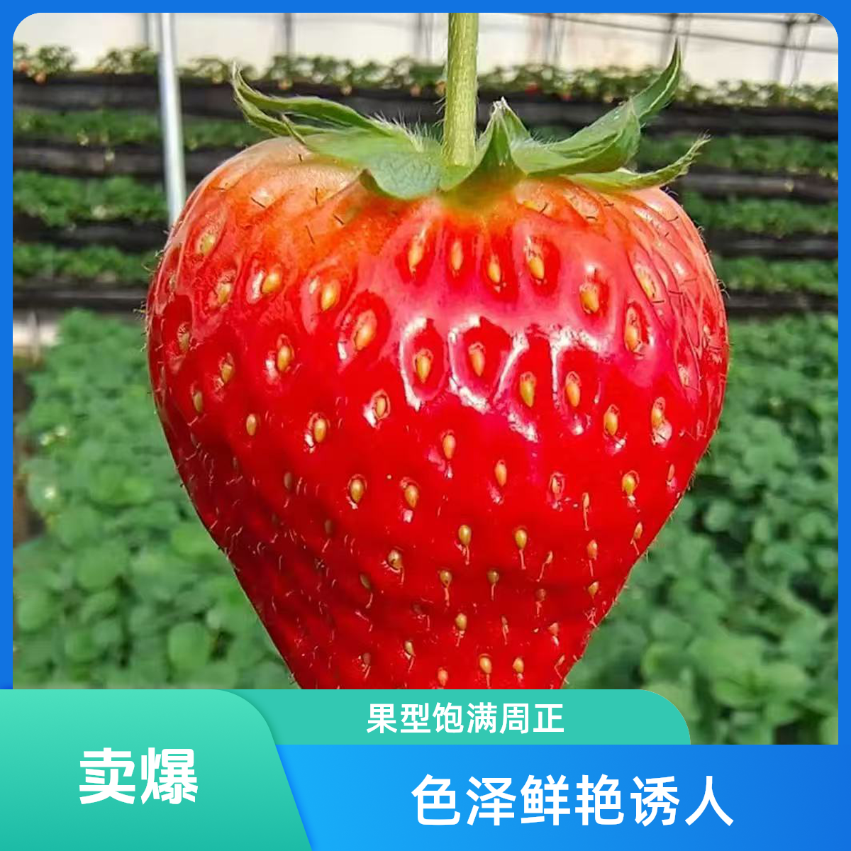 【顺丰次日达】新鲜采摘奶油草莓香甜可口现摘现发江苏省草莓江苏省