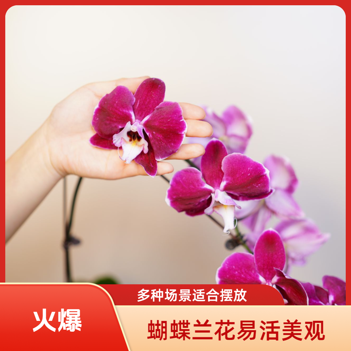 花漫里基地蝴蝶兰(美少女）全花开花株发货