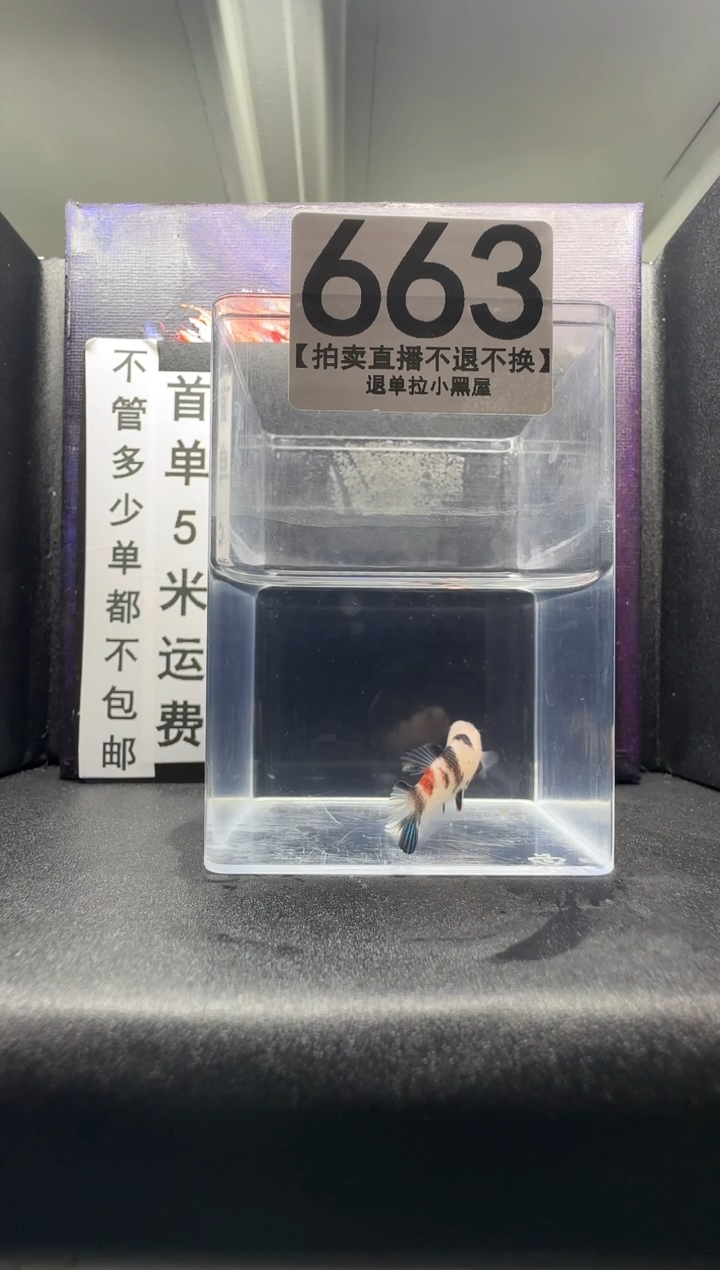 斗鱼母鱼编号：663