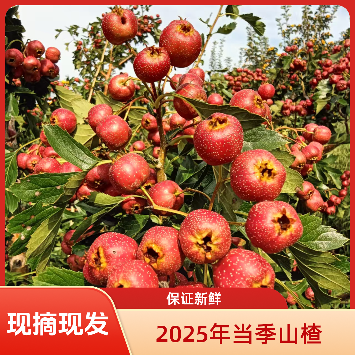 甜红子   沂蒙山甜红子当季现摘现发  
