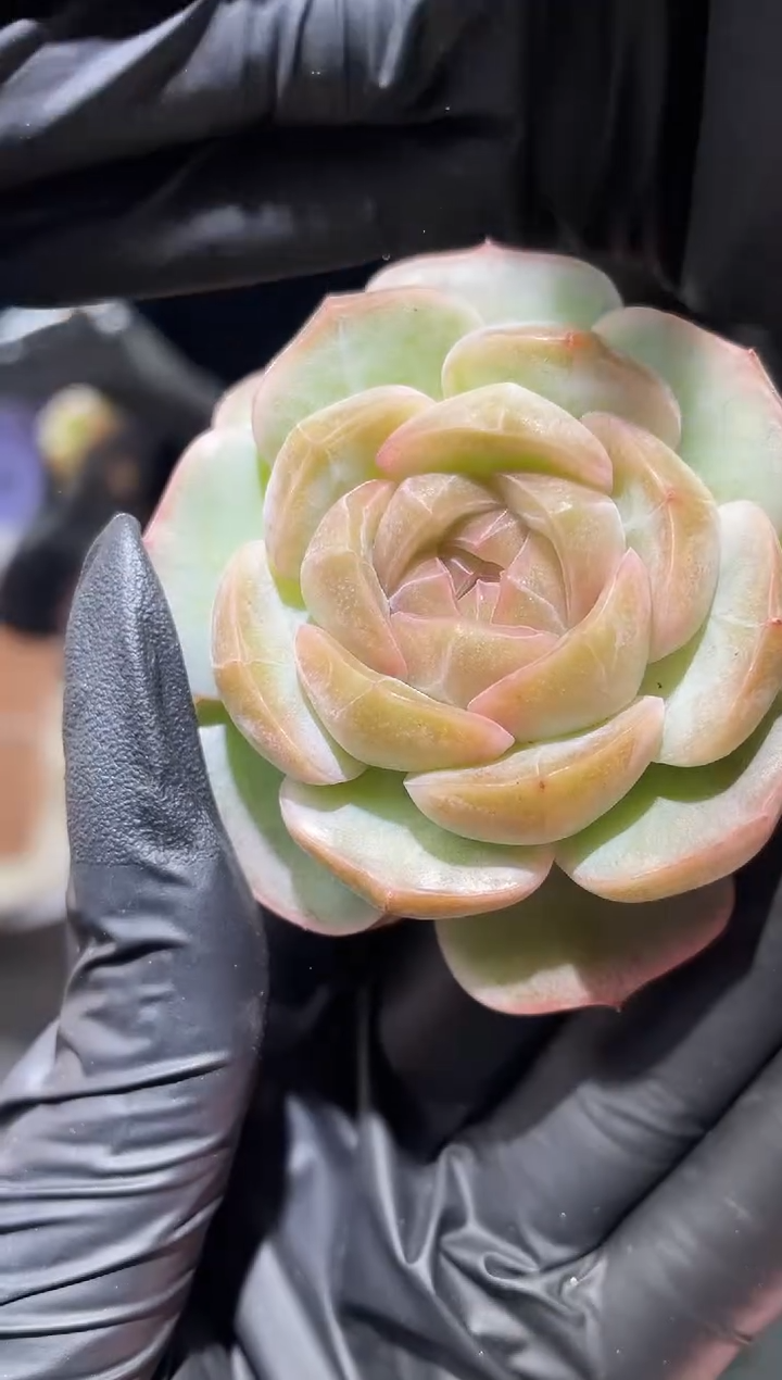 闪购685 大乔多肉一颗   4-4.5厘米