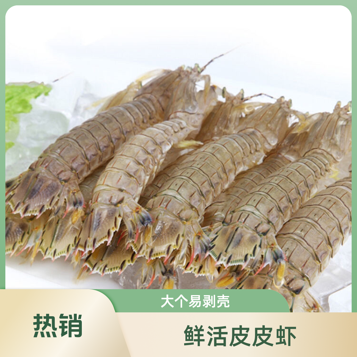 【鲜活】吃肉皮皮虾1-3斤装一斤12-14只（冲氧发货）