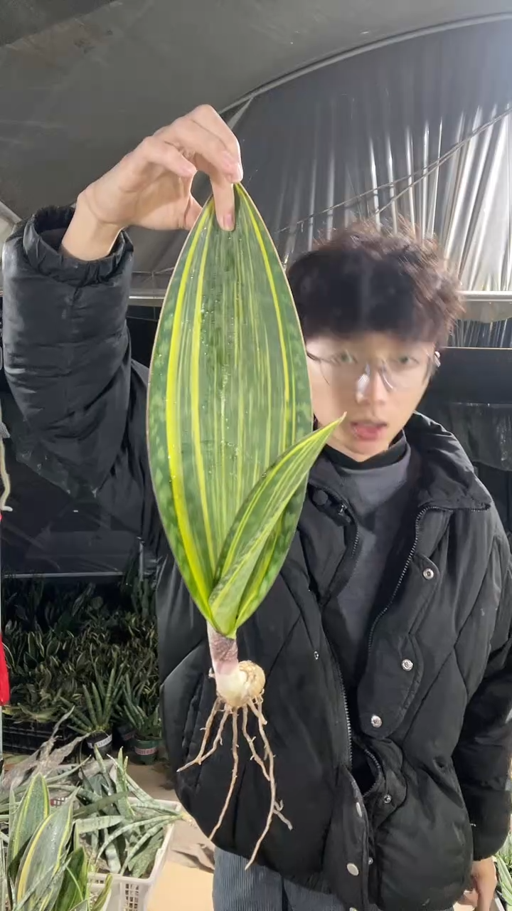 黄金宝镜35厘米起16.8