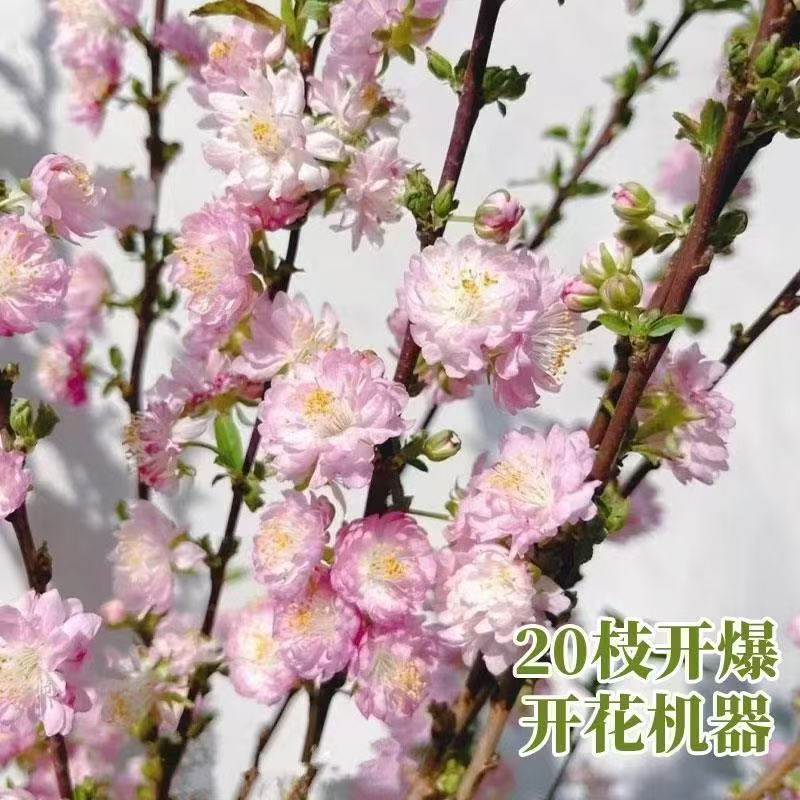 水培珍珠李遇水开花室内装饰佳品