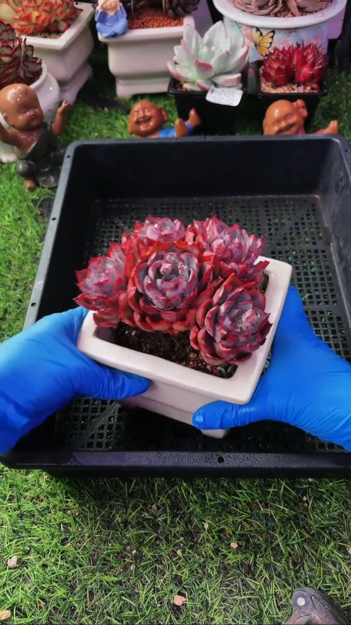 昆明印象多肉06540