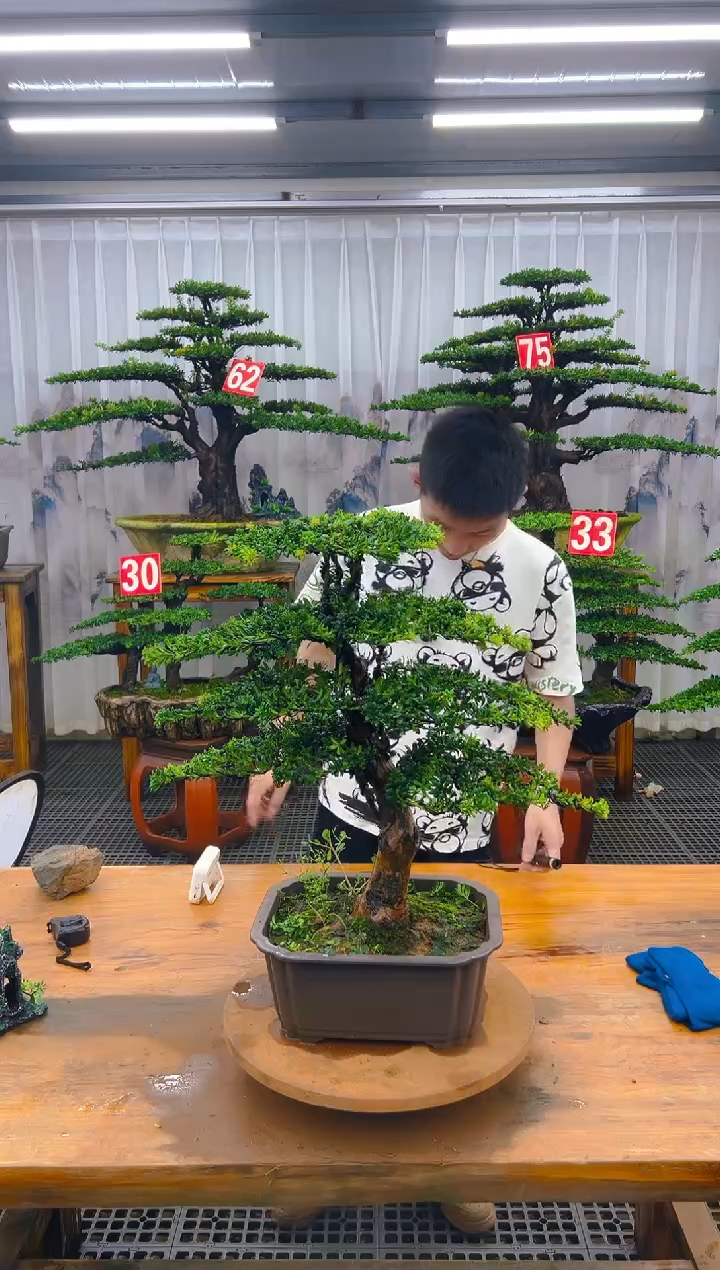 无花朵精品盆景直播间一物一拍