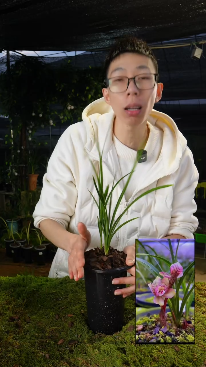 当前无花栽培后可以开花春兰-鑫荷（3苗带盆带土）