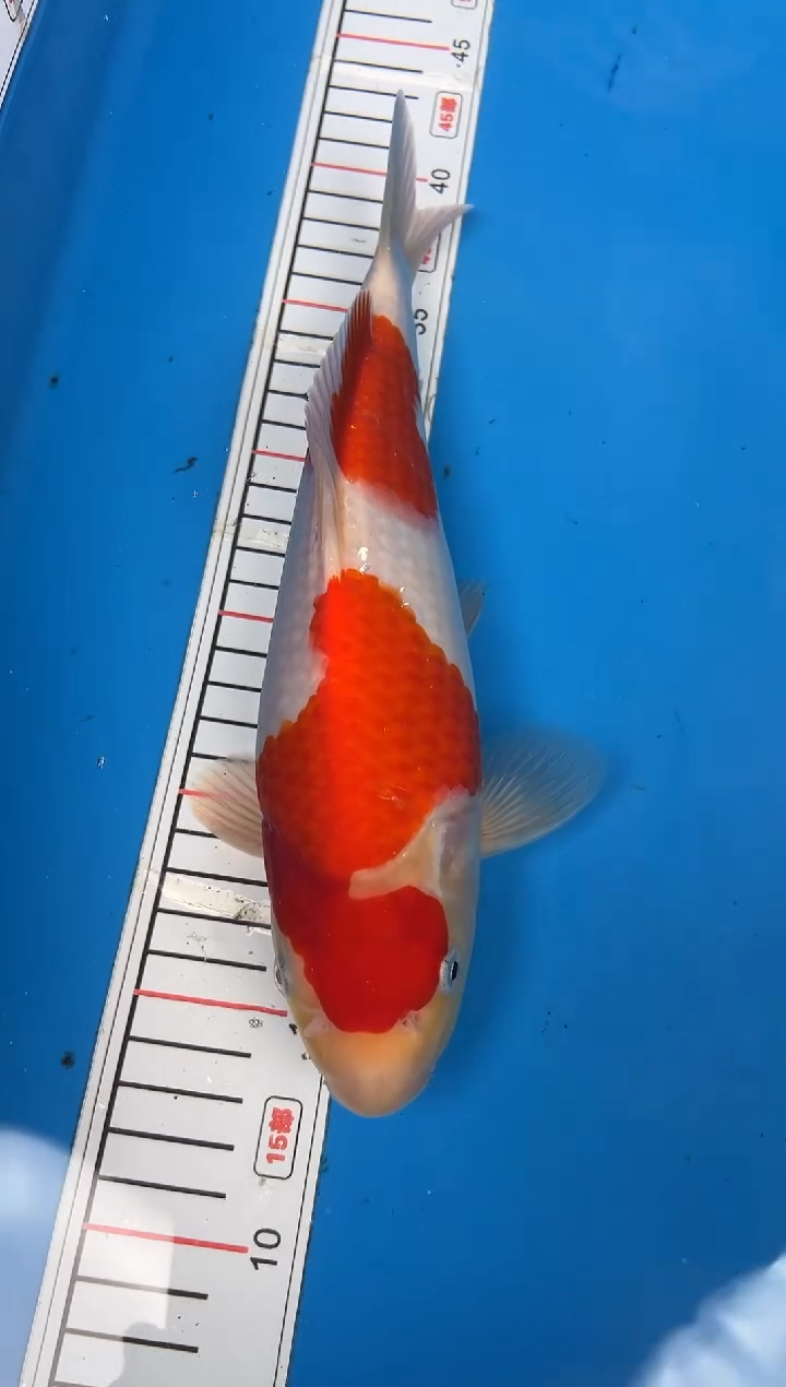 锦鲤龍**ん2号锦鲤红白鱼 闪购