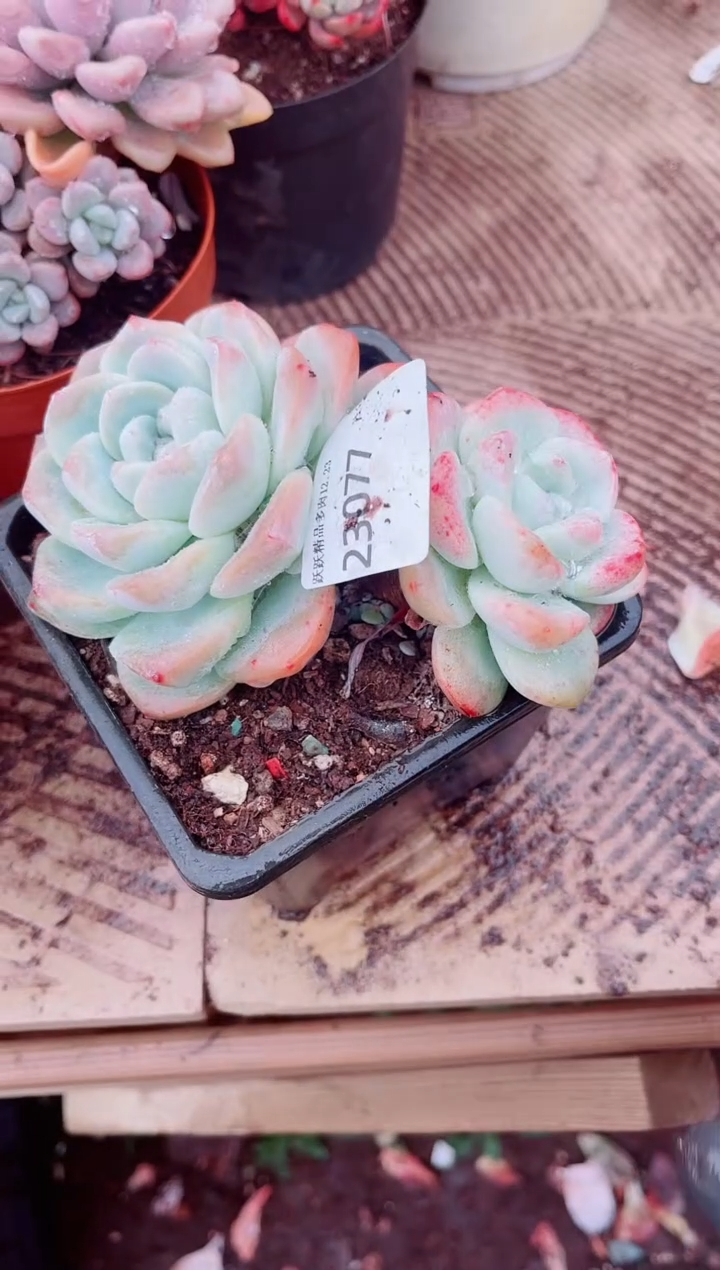 潔*?跃跃精品多肉23077