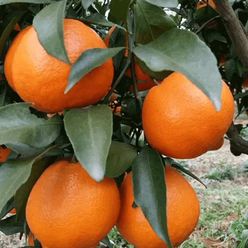 正宗嫁接橘子树苗【一物一拍】庭院阳台花园种植批发零售高成活