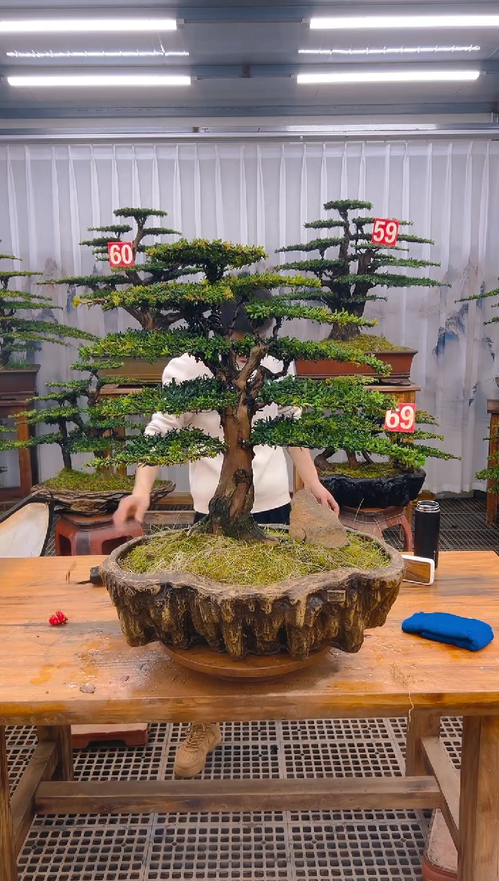 【闪购商品】紫砂精品盆景直播间一物一拍