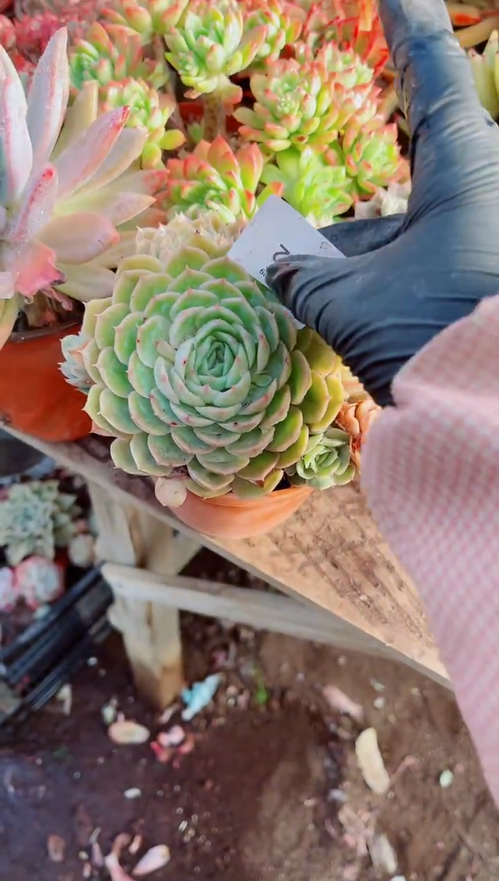 缘**～跃跃精品多肉29022