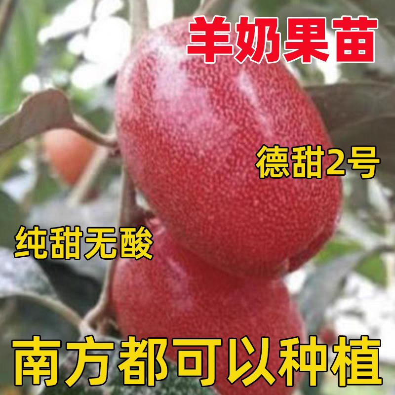 德甜二号羊奶果苗大果密花胡颓子苗大果型嫁接苗木奶果南方种植