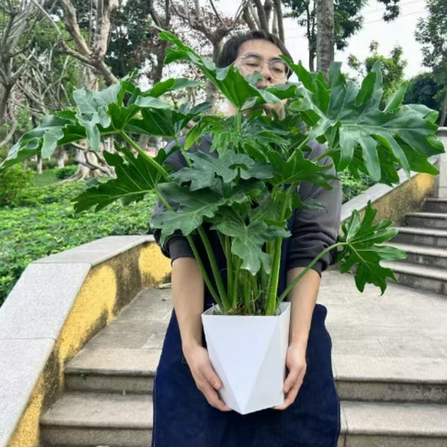 精品老桩龙鳞春羽80-1米高四季常绿水培土培庭院室内外吉祥大绿植