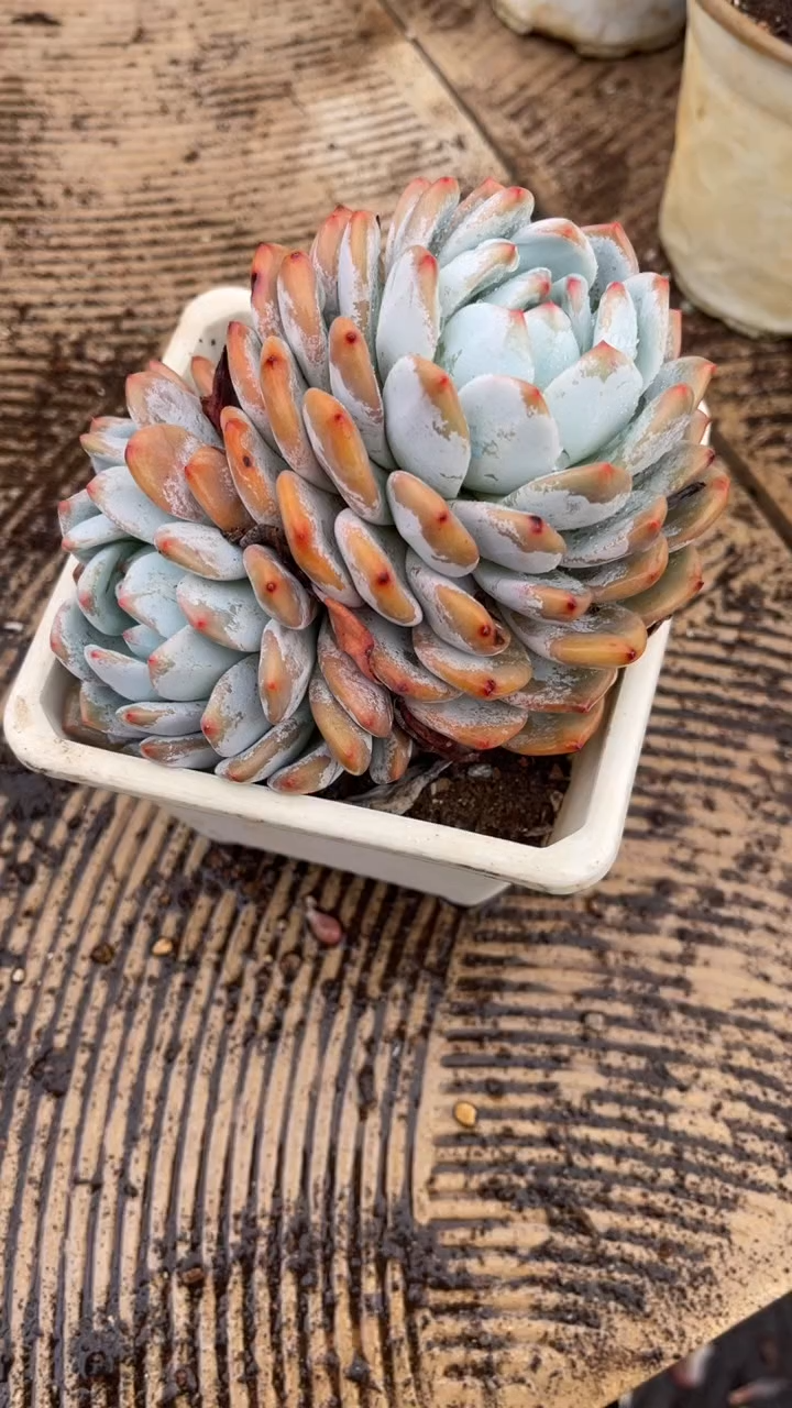 许*多肉植物一物一拍19011