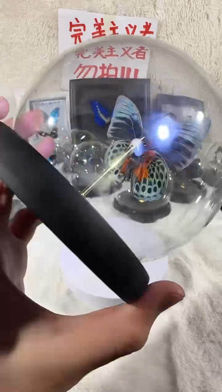 美丽彩袄蛱蝶水晶球  