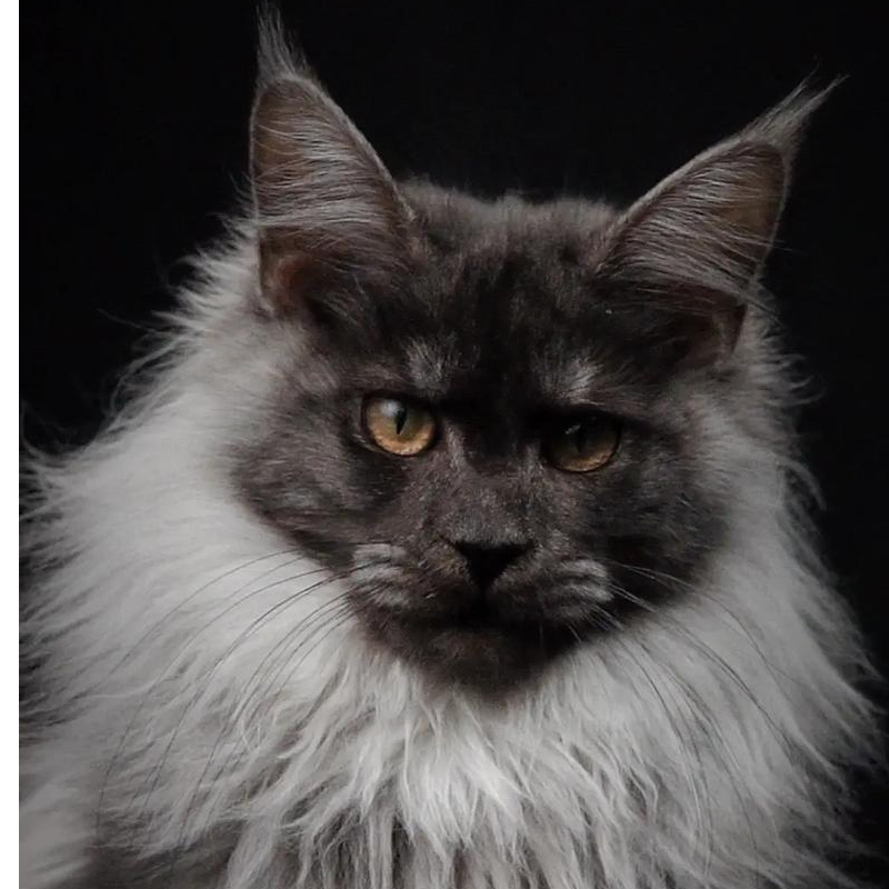 缅因猫幼猫活体链接