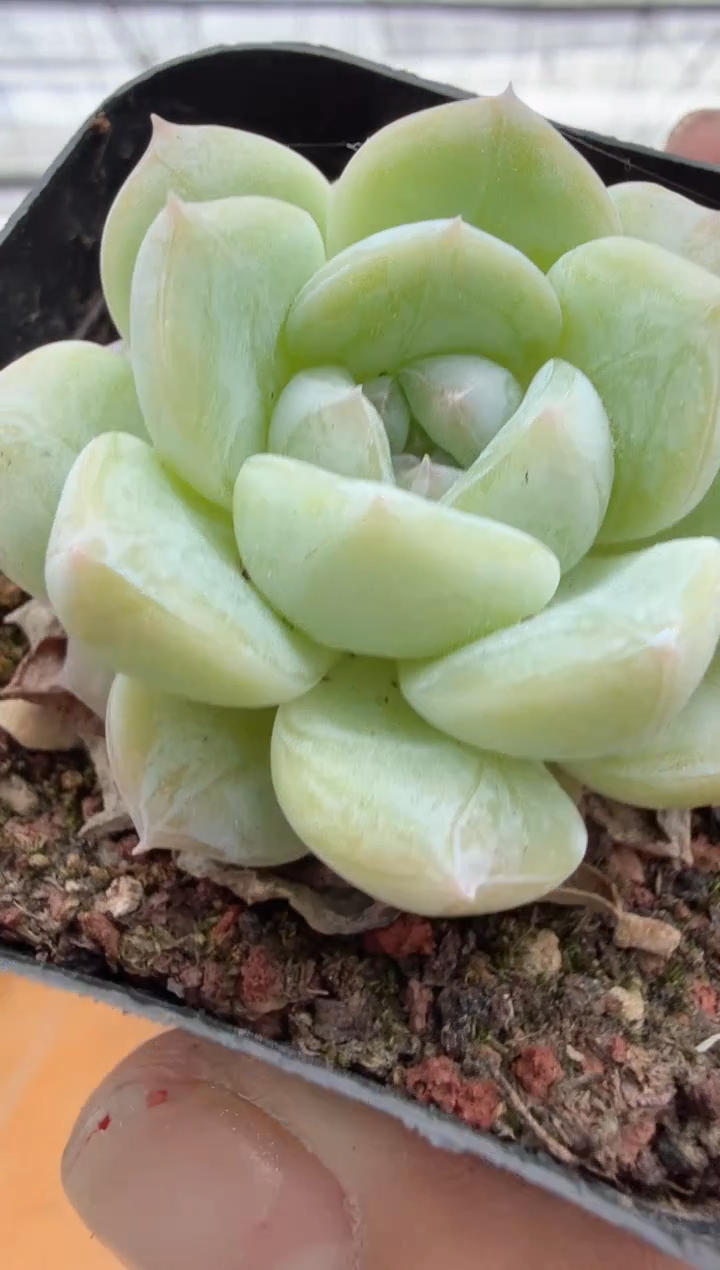 东云多肉园二店-196