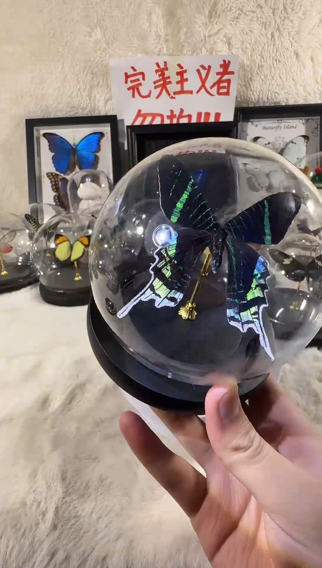 木月亮蛾水晶球    相框自选备注