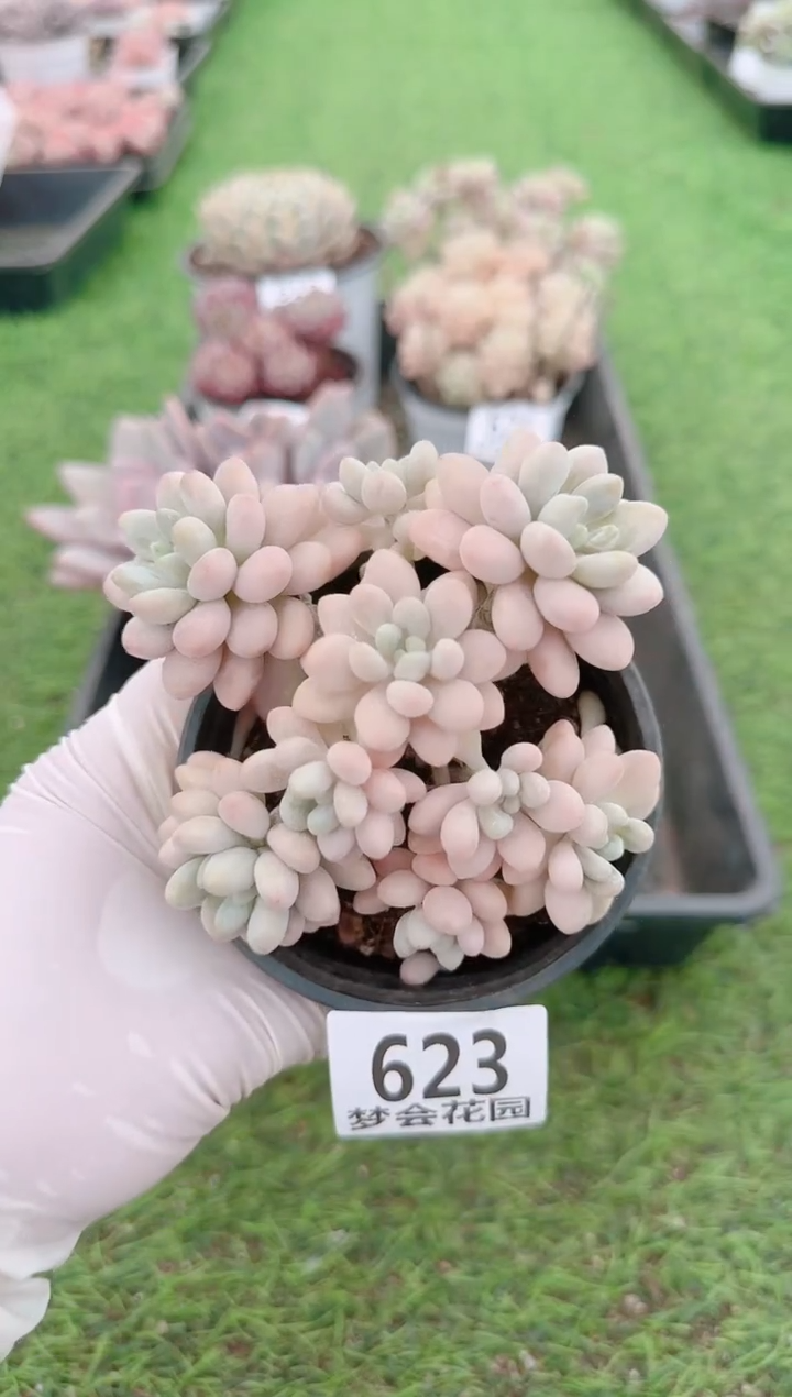 【闪购商品】梦会多肉一物一拍