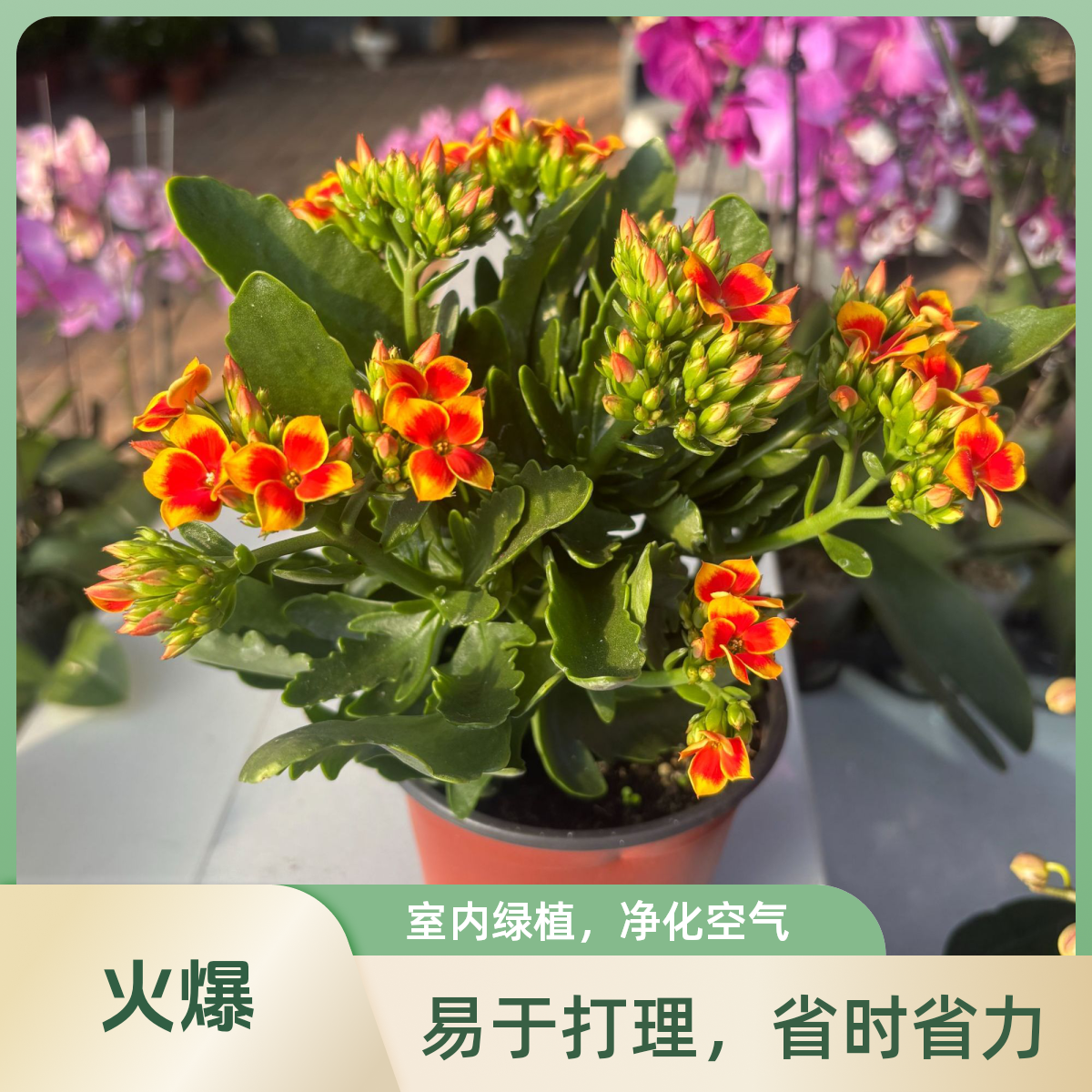 对版罗比橙长寿花  对版保障  满100延吉市内免费送货到家 