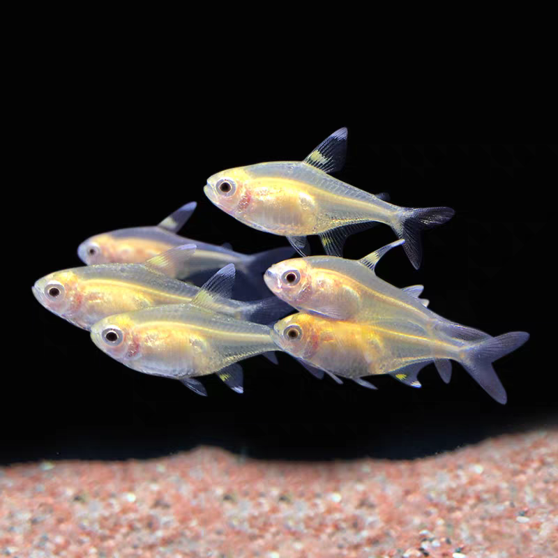 玻璃扯皮鱼柠檬灯小鱼鱼热带淡水草缸小型观赏鱼群游鱼鱼观赏鱼