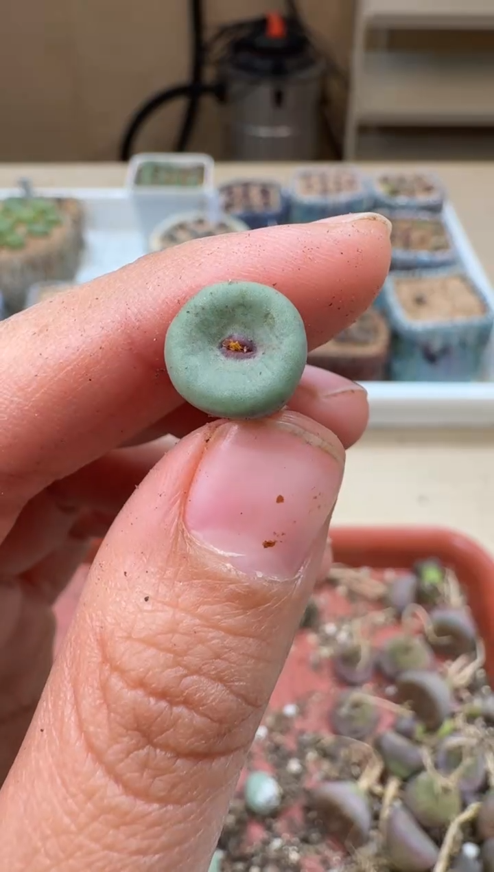 多肉植物肉锥2-258
