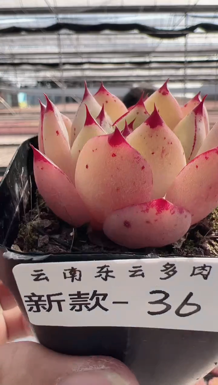 【闪购商品】新款多肉36