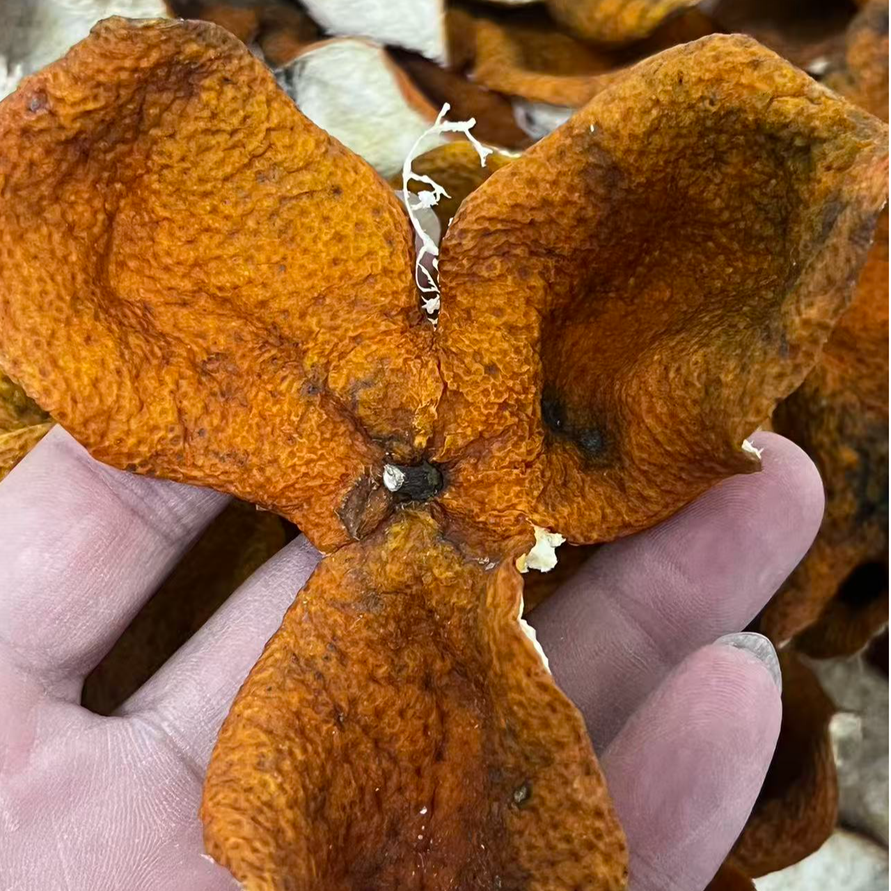 【冬后狗腩】2025 圈枝 南坦狗腩皮 冬后精挑狗腩 甜润口感 糯香