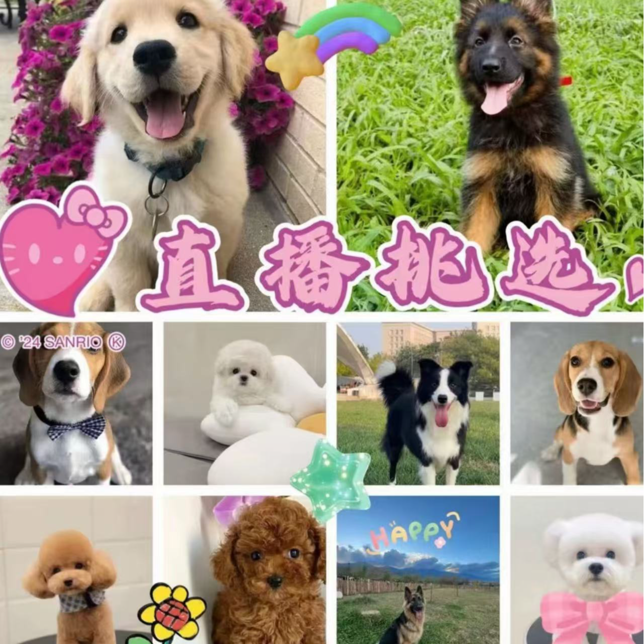 直播间挑选德牧比熊泰迪柯基金毛拉布拉多边牧巴哥活体混血幼犬