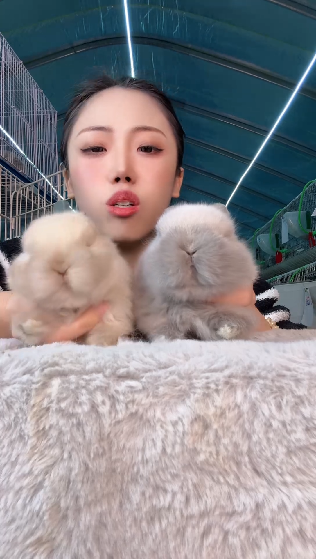 侏儒兔雪兔兔定制2只2300