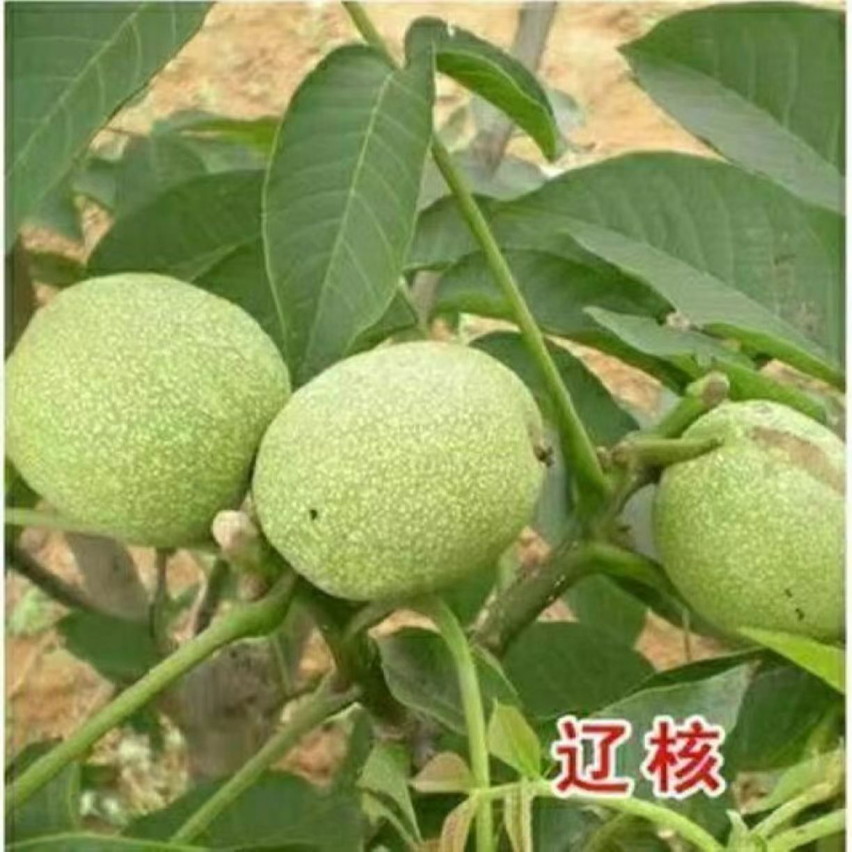 纸皮核桃果树苗庭院盆栽地栽果树苗南方北方种植当年结果核桃树苗