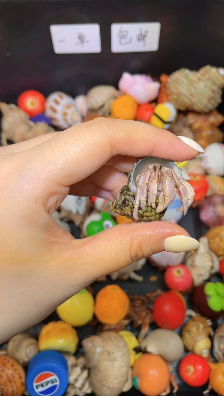 小鱼哦k寄居蟹E7190 1.7口