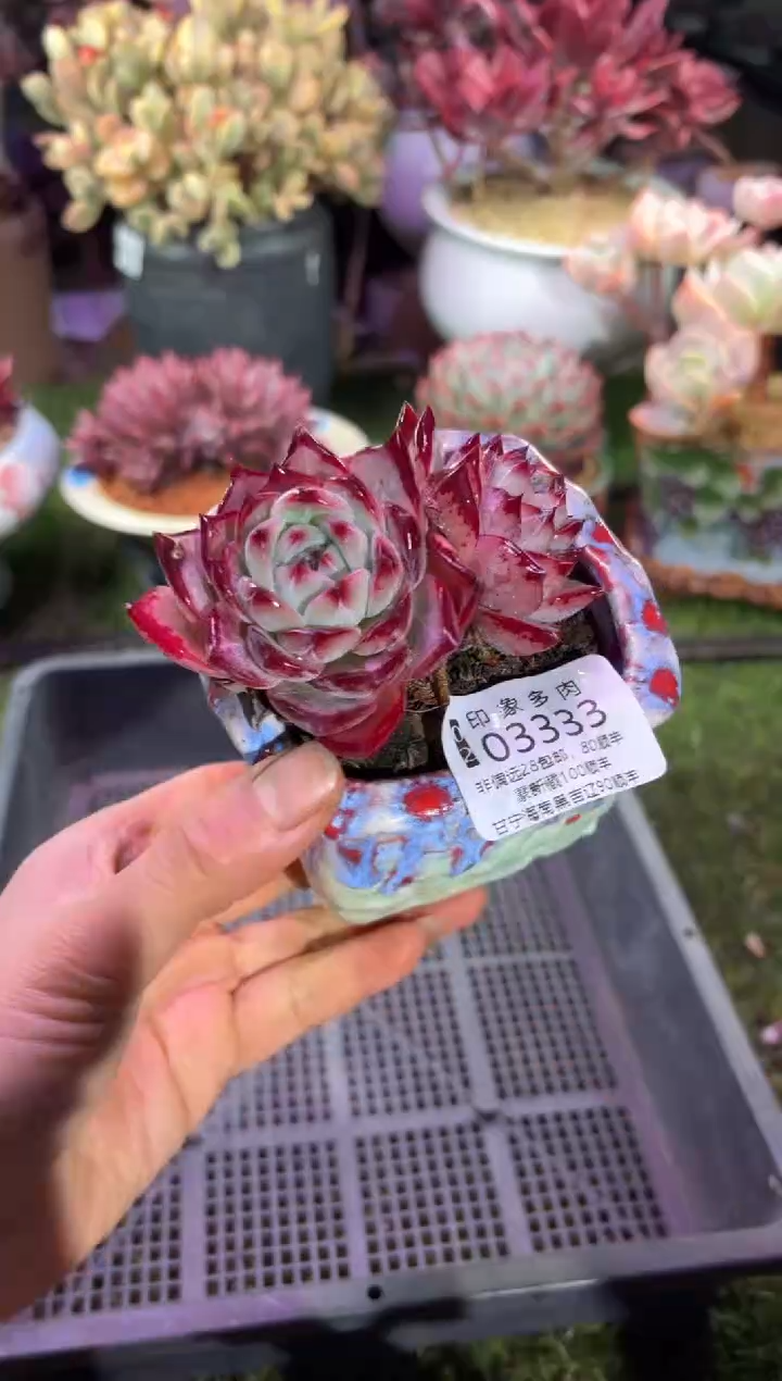 【闪购商品】03333