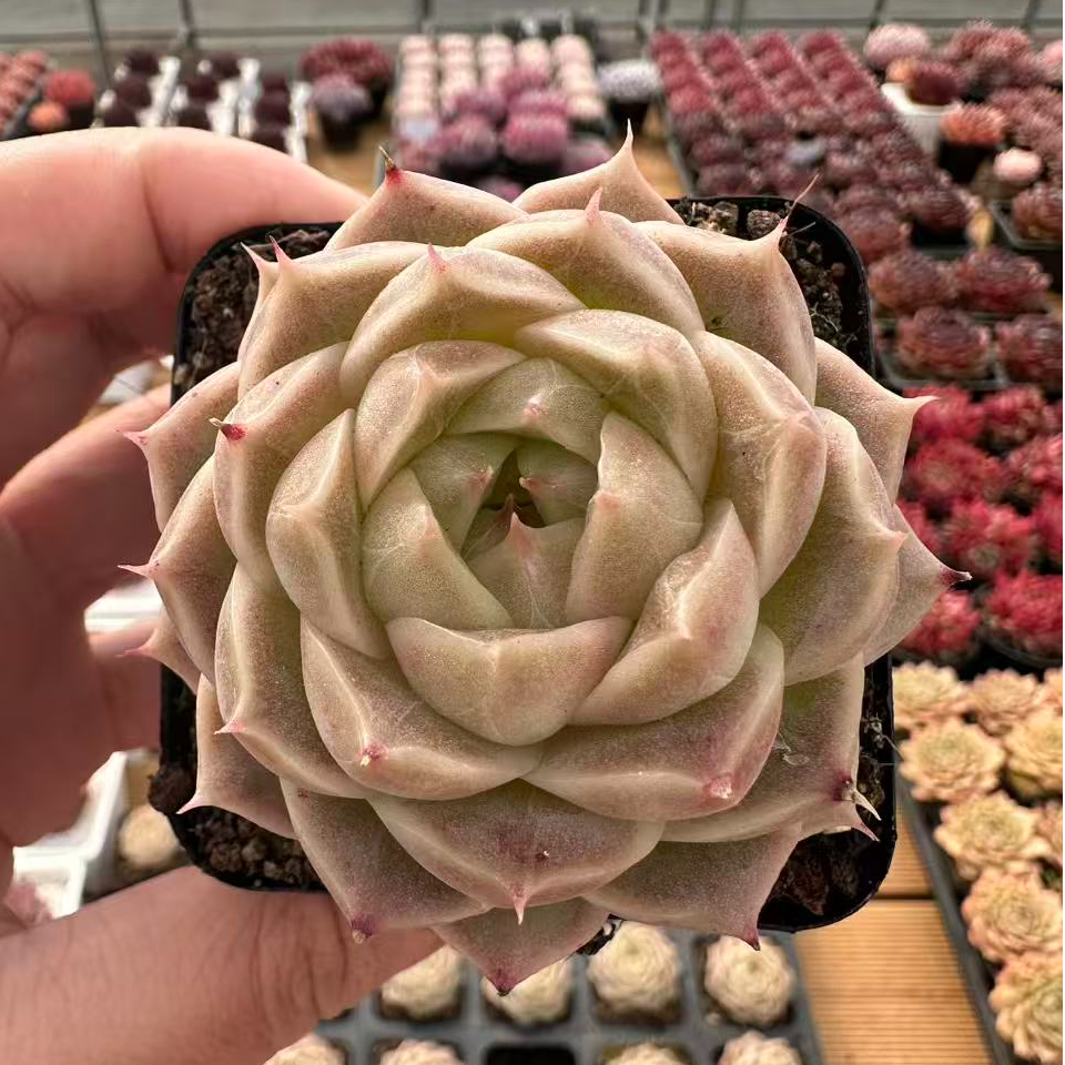 7#旋转木马多肉植物 前男友精品多肉SM1183