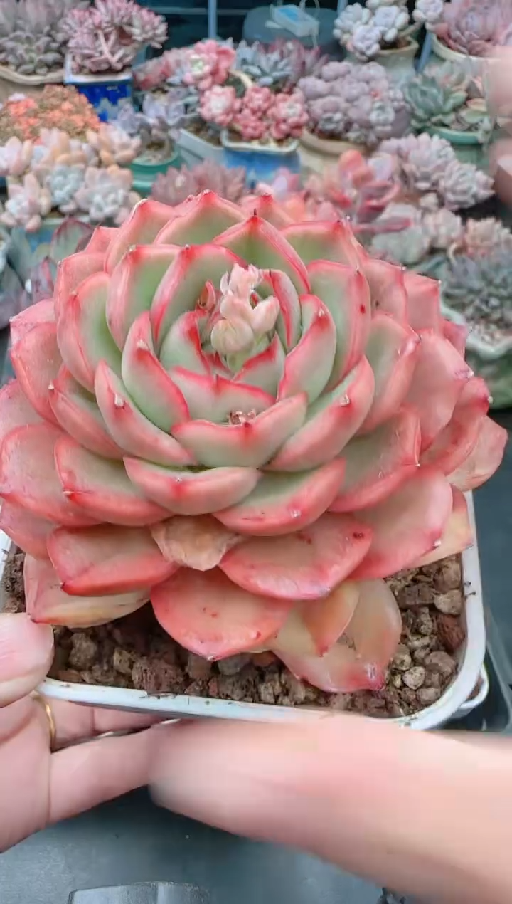 【闪购商品】1300.